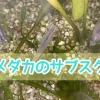 メダカのサブスク-サブカツ！